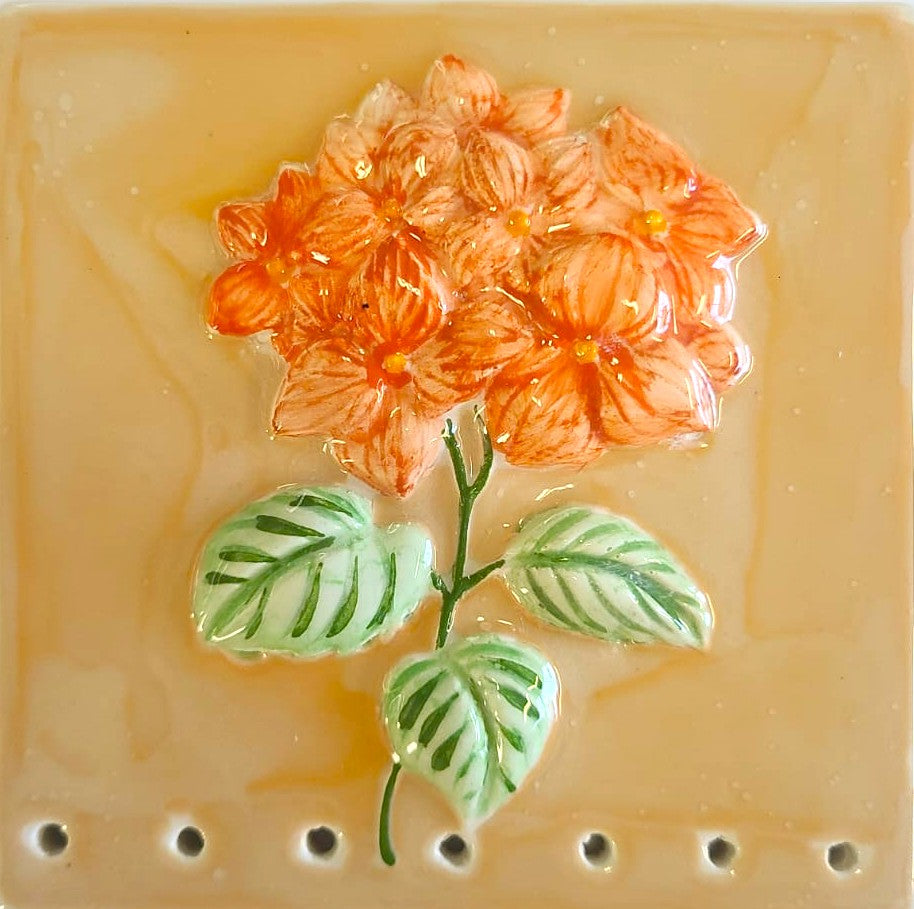 Hortensia Cores Sortidas